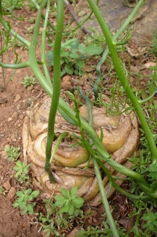 Bowiea volubilis subsp. volubilis bulbs grown together